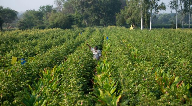 organické poľnohospodárstvo